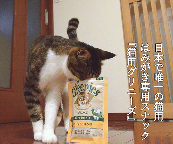 日本で唯一の猫用はみがきスナックは『猫用グリニーズ』なのッ　猫の写真で４コマ漫画　２コマ目ッ