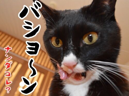 夫婦漫才 ミカとジョージ 其の四 猫の写真で4コマ漫画 4コマ目ッ