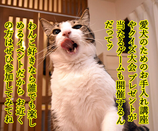 今週末はららぽーと豊洲のドッグイベントに行こうッ 猫の写真で4コマ漫画 2コマ目ッ