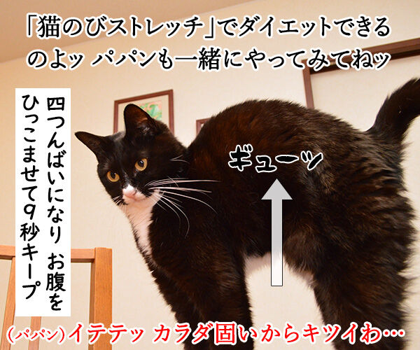 猫のびストレッチでダイエットなのッ　猫の写真で４コマ漫画　１コマ目ッ