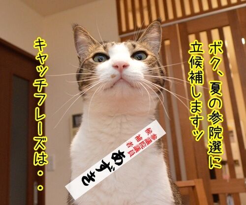 あずだいは参院選に立候補しますッ 猫の写真で4コマ漫画 1コマ目ッ