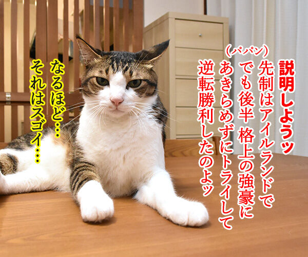ラグビーワールドカップ日本代表がアイルランドに歴史的勝利なのッ 猫の写真で4コマ漫画 2コマ目ッ
