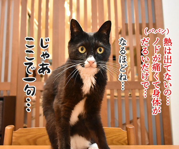 コレってもしかしてコロナかしらー？　猫の写真で４コマ漫画　３コマ目ッ