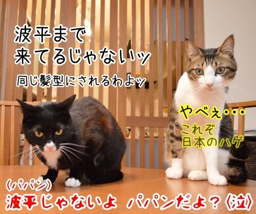 ルールルルルッルー　今日もいい天気～　猫の写真で４コマ漫画　４コマ目ッ