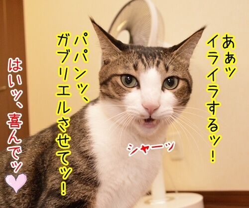 ガブリエル　其の四　猫の写真で４コマ漫画　１コマ目ッ