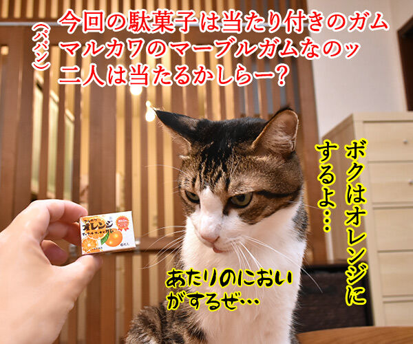 マルカワのマーブルガム 当たるのは誰かしら? ねこの写真で4コマ漫画 1コマ目ッ