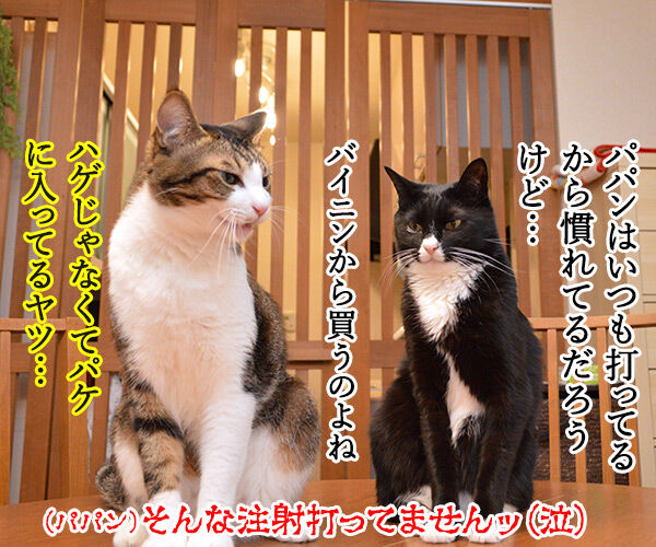 あずきさんのウンチョスのはなし 其のニ　猫の写真で４コマ漫画　４コマ目ッ