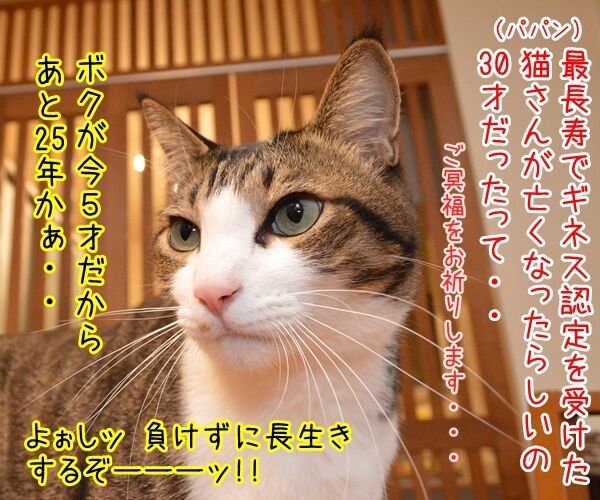 世界最長寿の猫Scooterさんが永眠　30歳でした　猫の写真で４コマ漫画　１コマ目ッ