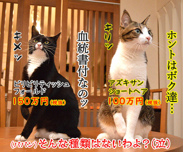 猫の種類 人気ランキング 猫の写真で4コマ漫画 4コマ目ッ
