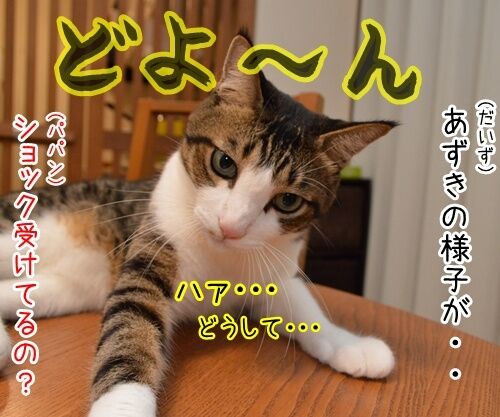 DAIGOさん、北川景子さんが結婚したね 猫の写真で4コマ漫画 2コマ目ッ