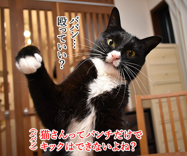 猫パンチじゃなくて猫キック あずきさんとだいずさん Powered By ライブドアブログ 猫パンチじゃなくて猫キック あずきさんとだいずさん Powered By ライブドアブログ