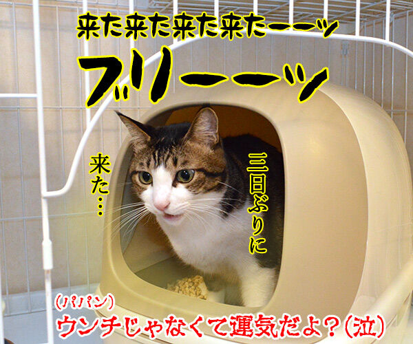 ショックアイさんの待ち受け画像で運気アップなのよッ 猫の写真で4コマ漫画 4コマ目ッ
