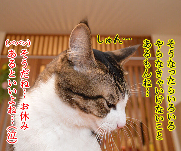 ユニ・チャームがペットとのお別れに特別休暇なんですってッ 猫の写真で4コマ漫画 2コマ目ッ