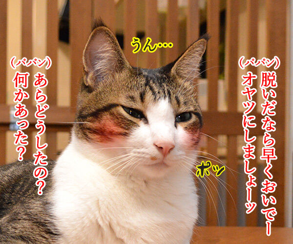 撮影のあとは…　猫の写真で４コマ漫画　３コマ目ッ