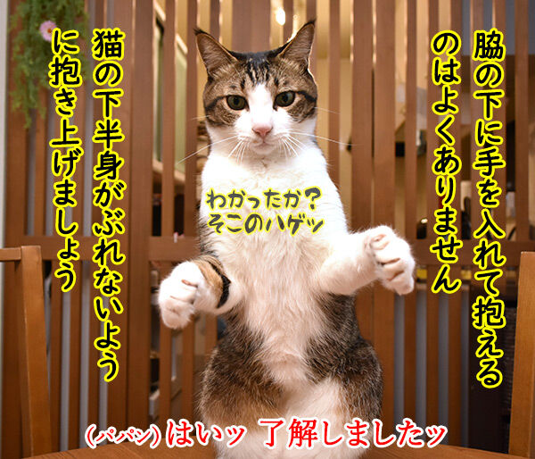 猫さんの上手な抱き上げ方って？　猫の写真で４コマ漫画　２コマ目ッ