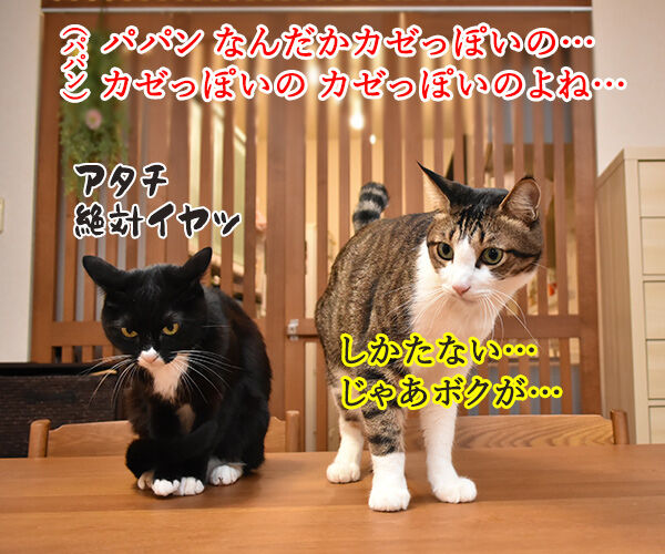 動物が弱っている時はたくさん愛情を注入してあげるといいのよッ 猫の写真で4コマ漫画 3コマ目ッ