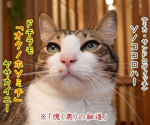 夫婦漫才　ミカとジョージ　其の四　猫の写真で４コマ漫画　３コマ目ッ