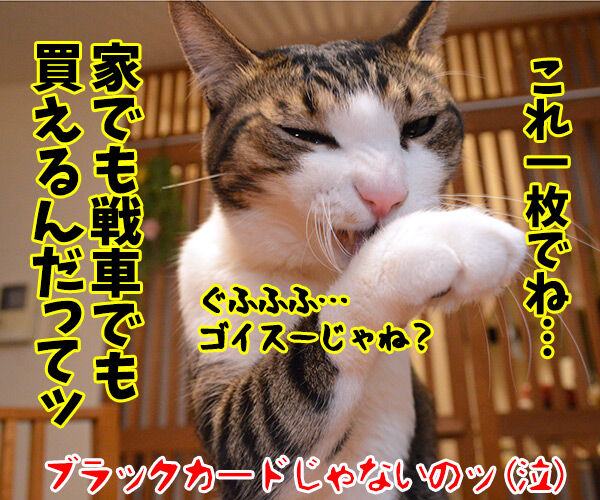 マイナンバーカード 持ってる? 猫の写真で4コマ漫画 4コマ目ッ