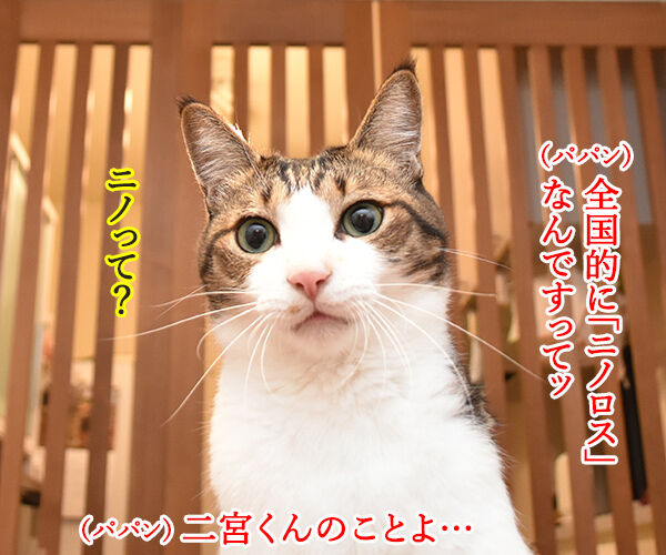 嵐の二宮くんが結婚して「ニノロス」なのッ 猫の写真で4コマ漫画 1コマ目ッ