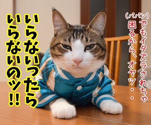 トリック オア トリート　猫の写真で４コマ漫画　３コマ目ッ