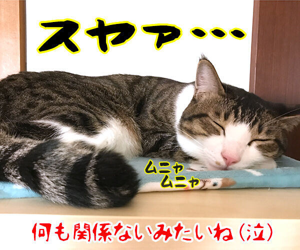『ねこのための音楽~Music for Cats~』を聴かせてみたのッ 猫の写真で4コマ漫画 4コマ目ッ