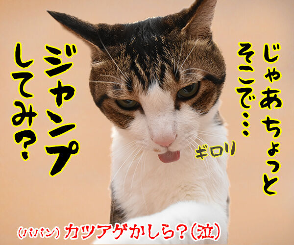 あずきさん ごはんだよぉー 猫の写真で4コマ漫画 4コマ目ッ