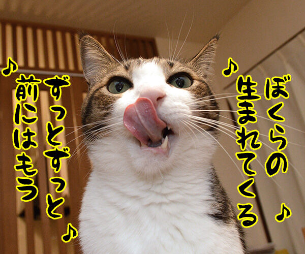 月面着陸の日だから「アポロ」を唄うのよッ 猫の写真で4コマ漫画 1コマ目ッ