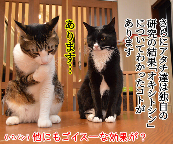 猫さんを撫でると「愛情ホルモン」が出るんですってッ 猫の写真で4コマ漫画 3コマ目ッ
