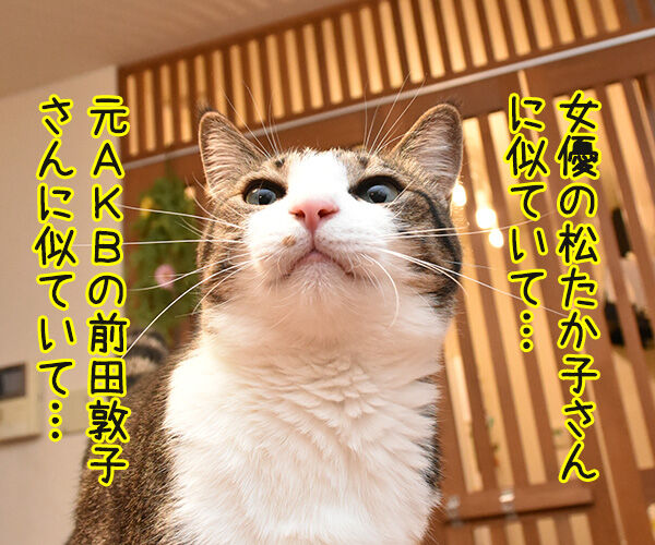 松たか子と前田敦子と沢尻エリカ 猫の写真で4コマ漫画 1コマ目ッ