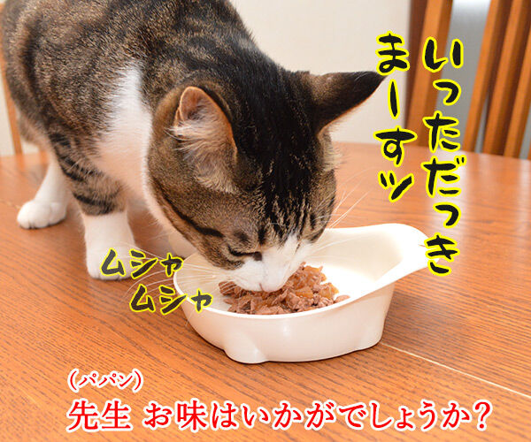 先生、お味はいかがでしょうか? 猫の写真で4コマ漫画 2コマ目ッ
