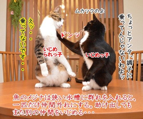 イジメ・ダメ・ゼッタイ 猫の写真で4コマ漫画 1コマ目ッ