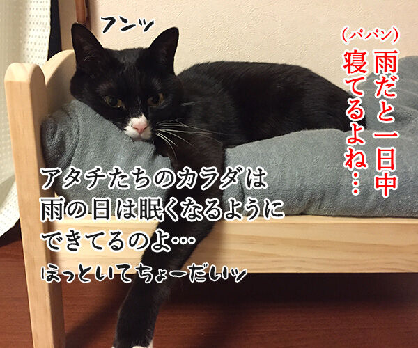 雨の日、猫さんは眠くなる　猫の写真で４コマ漫画　１コマ目ッ