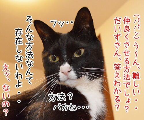 教えてッ あずき先生 其の二 猫の写真で4コマ漫画 3コマ目ッ
