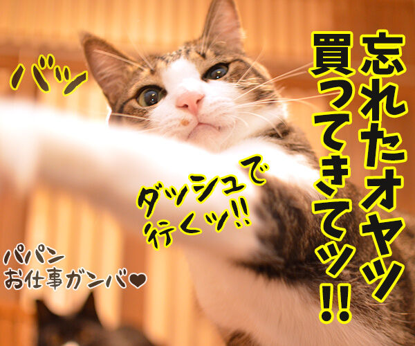 パパンのお仕事　猫の写真で４コマ漫画　４コマ目ッ