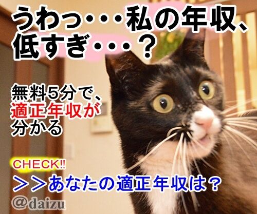 うわっ… 私の年収、低すぎ…？　猫の写真で４コマ漫画　１コマ目ッ