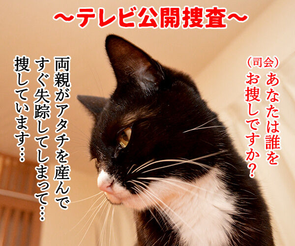 テレビ公開捜査 猫の写真で4コマ漫画 1コマ目ッ