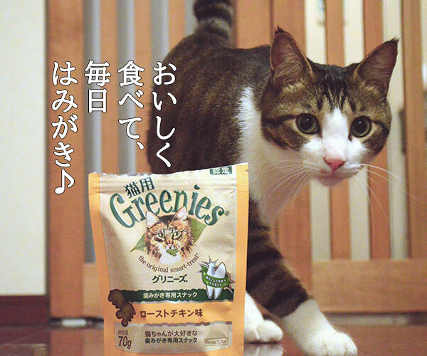 日本で唯一の猫用はみがきスナックは『猫用グリニーズ』なのッ 猫の写真で4コマ漫画 3コマ目ッ