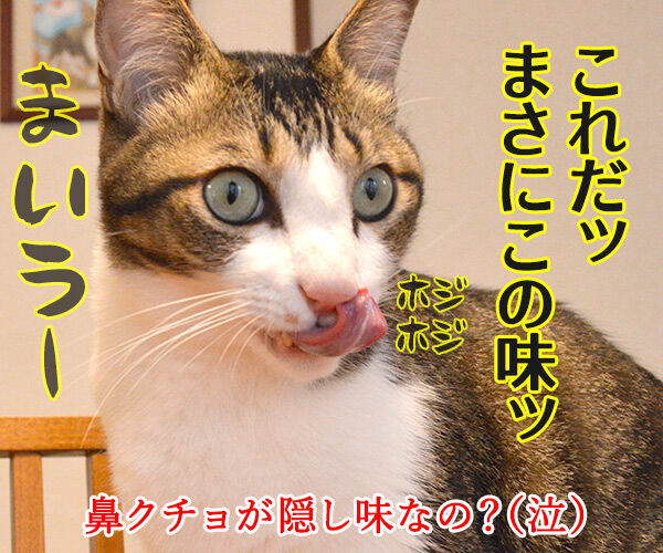 先生、お味はいかがでしょうか? 猫の写真で4コマ漫画 4コマ目ッ