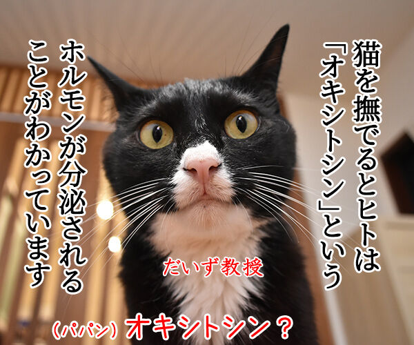 猫さんを撫でると「愛情ホルモン」が出るんですってッ 猫の写真で4コマ漫画 1コマ目ッ