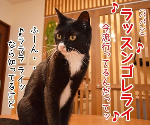 ♪ラッスンゴレライ♪ 猫の写真で4コマ漫画 2コマ目ッ