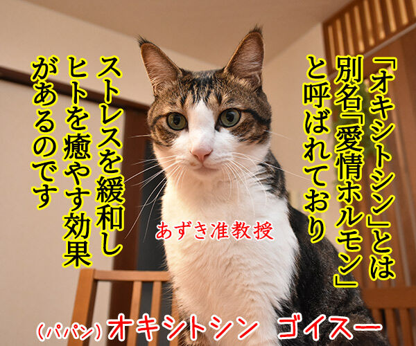 猫さんを撫でると「愛情ホルモン」が出るんですってッ 猫の写真で4コマ漫画 2コマ目ッ