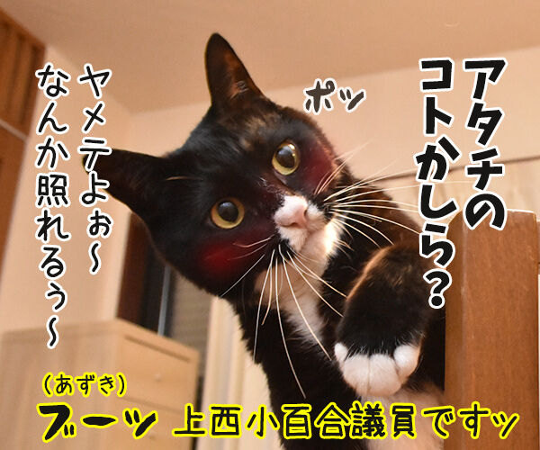 松たか子と前田敦子と沢尻エリカ 猫の写真で4コマ漫画 3コマ目ッ
