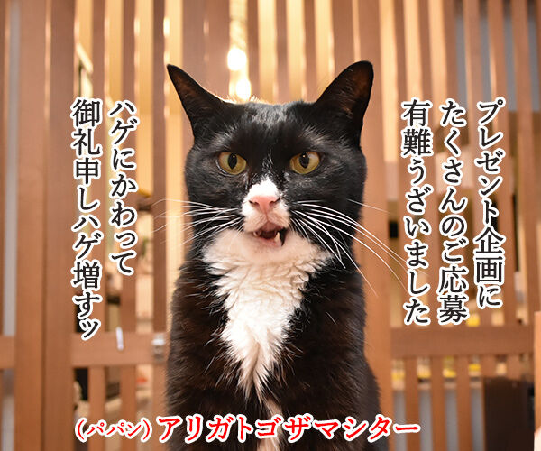 カレンダープレゼントにたくさんのご応募アリガトゴザマースッ 猫の写真で4コマ漫画 1コマ目ッ