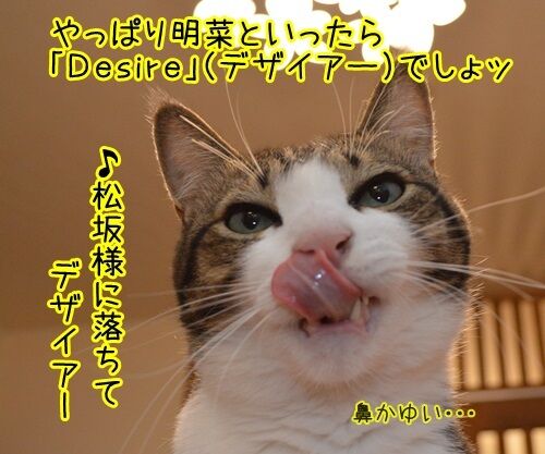 中森明菜さん紅白出場 猫の写真で4コマ漫画 3コマ目ッ