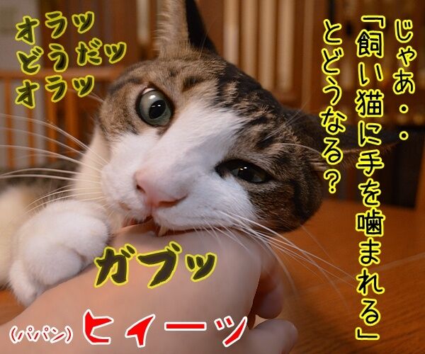 飼っていたクマに襲われ男性2人が死傷なんですって…… 猫の写真で4コマ漫画 3コマ目ッ