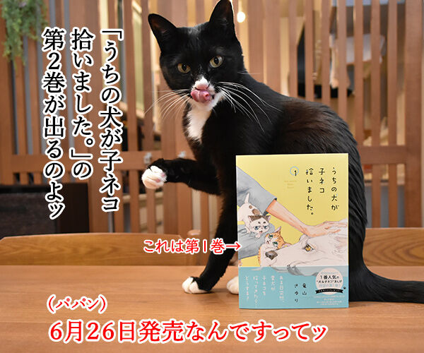 『うちの犬が子ネコ拾いました。』第2巻は6月26日発売なのよッ 猫の写真で4コマ漫画 1コマ目ッ