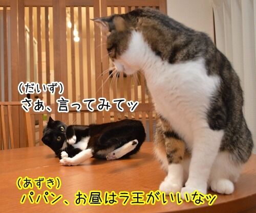 あのＣＭ（ラ王 食べたい男篇 ２）　猫の写真で４コマ漫画　１コマ目ッ