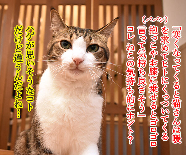 寒くなると猫さんがくっついてくるホントの理由は？　猫の写真で４コマ漫画　１コマ目ッ