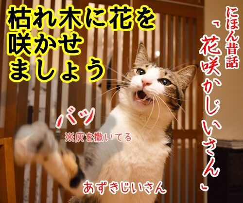にほん昔話「花さかじいさん」 猫の写真で4コマ漫画 1コマ目ッ