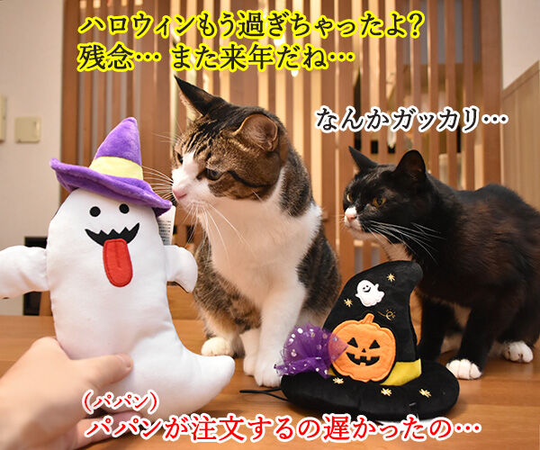 PECOBOXを初めて購入してみたのッ　猫の写真で４コマ漫画　４コマ目ッ